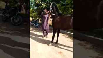 #horse #horseworld #horseracing #nezabazi #horselover #horsegirl #horsesports #horseriding