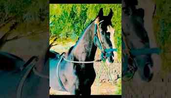 most beautiful horse for sale #beautiful #horserider #horseracing #horse #horsesports #marwari