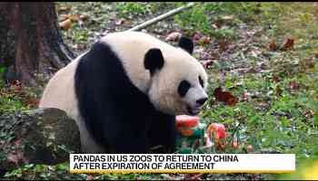 All the Pandas in American Zoos Set to Return to China