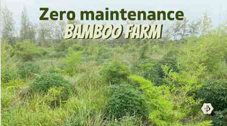 Zero maintenance bamboo farm in Thailand