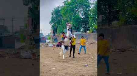 Kathiyawadi horse || Horse lovers || horse racing || #horseriding #horse #shorts #youtube #viral