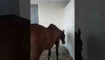 Qhorse ranch jobs usa #horsey #horser #equestrian #horselover #animals