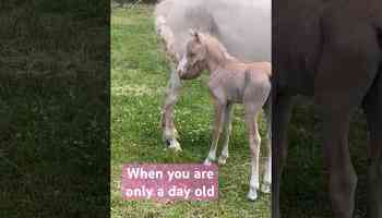 Baby Foal Gets Hit in the Face by Mums Tail