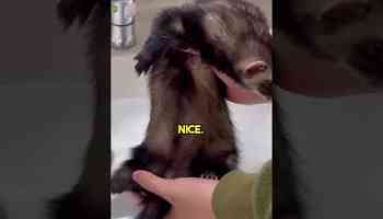 Nervous? Cute Baby Ferret takes a bath for the first time!
