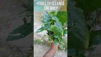 How to Cleanse and detox your body | Natural Remedies herbal medicine herbal cure