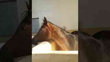 nice Horse short video #horser #equestrian #horselover