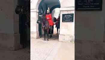 Beware Horses London United Kingdom British 4k