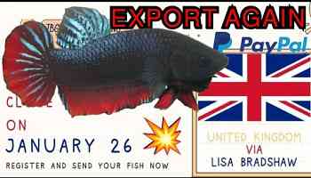 PENGIRIMAN UNTUK KE UK UNITED KINGDOM (SHIPPING BETTA FISH GO TO UK) BY TRANSHIPPER LISA BRADSHAW