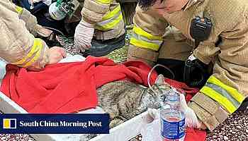 Cats caught in Hong Kong flat fire revived with oxygen masks, 9 lives still intact