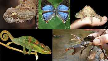 Scientists find hundreds of unique species in Africa's newest and most threatened ecoregion