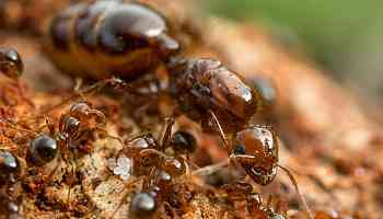 Ants Geopolitics