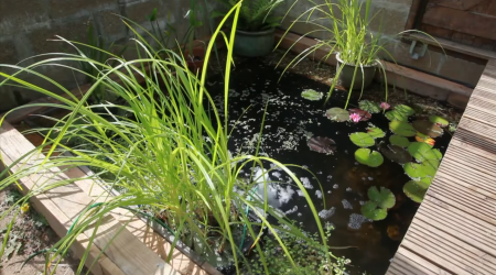 Building A Tiny Organic Swimming Pool With Natural Filtering