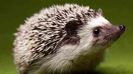 Conservationists Use AI and Photography to Help Hedgehogs