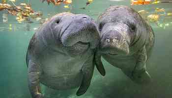 Manatees And More: 4 Must-Visit Destinations To Celebrate Earth Day