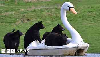 Bears take a ride on swan pedalo at safari park