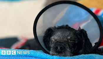 Dog who never left dead owner's side is rescued