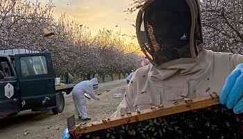 Honey bees at risk for colony collapse from longer, warmer fall seasons