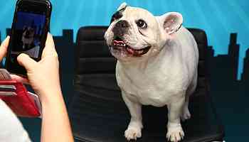The French bulldog sits, stays at the top of U.S. dog owners' hearts