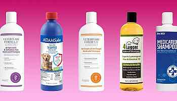 The 5 best medicated dog shampoos in 2024