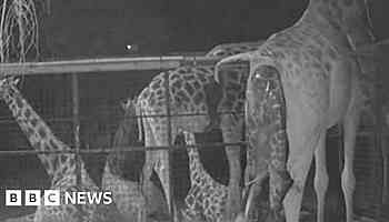 Birth of rare giraffe captured on zoo CCTV