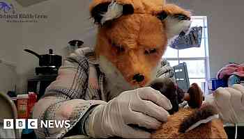 Wildlife staff wear fox mask to care for rescued kit