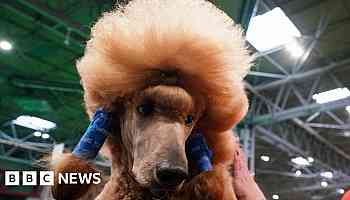 Pampered pooches descend on NEC for Crufts