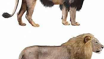 Cape lions were genetically diverse prior to extinction, researchers find