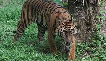 Indonesia hunts clues as study suggests Javan tiger may still exist