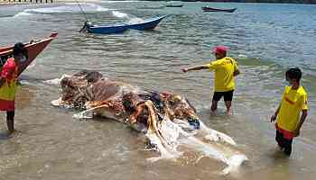 Decomposing globster washes ashore in Malaysia, drawing crowds