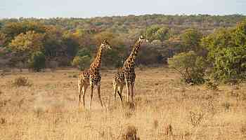 7 Reasons Why You Should Choose Luxury Kenya Safaris This Year