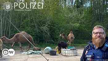 Germany: Camel leads circus animal breakout