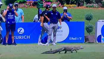 Play at the 17th tee of the Zurich Classic in New Orleans halted as ALLIGATOR takes a walk across the fairay