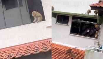 Smashed eggs, broken cookie jars: Bukit Timah condo residents go ape as monkeys ransack homes 