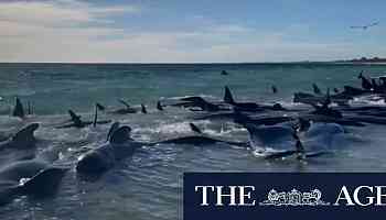 Orphaned baby whale discovered after mass-stranding