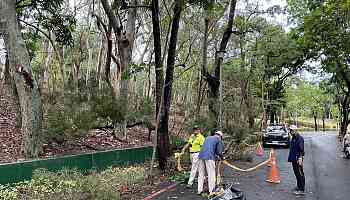 Men killed by falling trees amid heavy rain