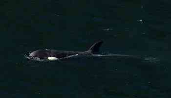 Orca calf that was trapped in B.C. lagoon for weeks swims free