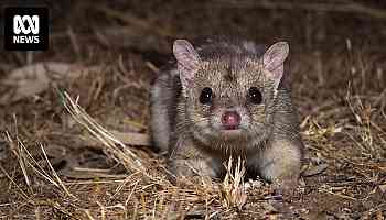 Northern quoll research uncovers puzzling midnight nap behaviour