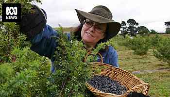 Research backs Australian farmers growing juniper berries to support nation's gin industry