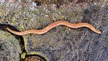 Invasive and toxic hammerhead worms make themselves at home in Ontario