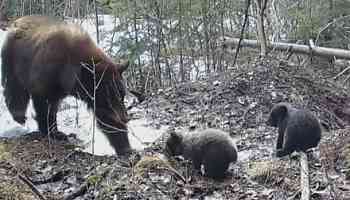 B.C. man captures video of 2 bear cubs waking from winter slumber