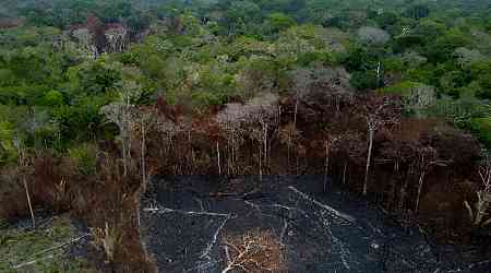 Despite gains in Brazil, forest destruction still 'stubbornly' high: Report