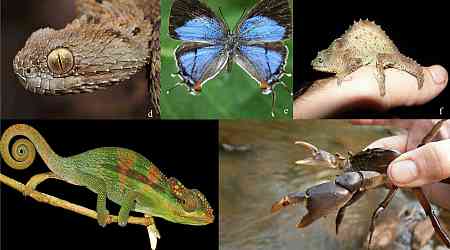 Scientists find hundreds of unique species in Africa's newest and most threatened ecoregion