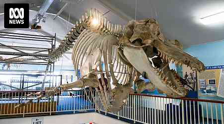 Eden Killer Whale Museum reassembles skeleton of famous orca 'Old Tom' for new display