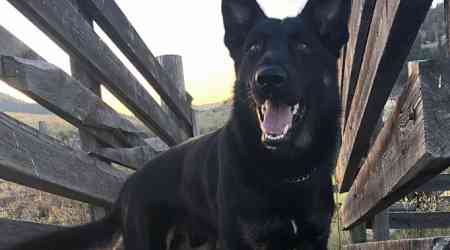 RCMP dog helps rescue baby taken by man into dense Manitoba woods
