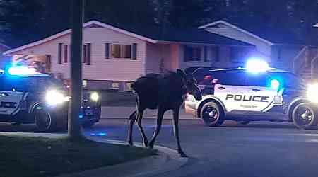 Officials euthanize moose seen strolling through Fredericton over concerns of possible collision 