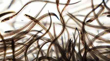 US regulators maintain fishing quota for valuable baby eels, even as Canada struggles with poaching