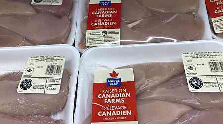 Maple Leaf Foods swings back to Q1 profit as pork markets show signs of improvement