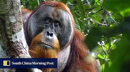 Wild orangutan seen using medicinal plant to treat wound, scientists say