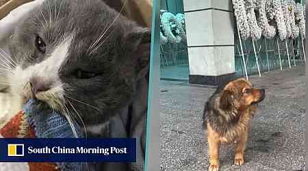 Pet passion: dying China cat clings to owner with last breath, dog refuses to leave funeral, many moved to tears