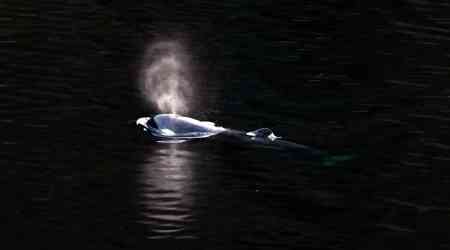 Fisheries Department warns boaters against disturbing orphan B.C. orca calf